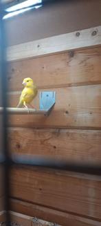 Kweekkoppel, Meerdere dieren
