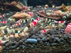Crystal black en red garnalen, Dieren en Toebehoren, Kreeft, Krab of Garnaal