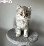 Brits langhaar kittens, Dieren en Toebehoren, Poes, Gechipt, 0 tot 2 jaar