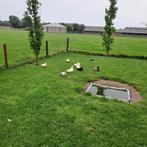 Kwakers  eenden, Dieren en Toebehoren, Meerdere dieren