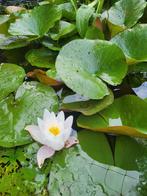 3stuks waterlelie, Ophalen