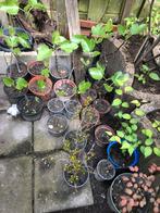 Verschillende fruitboom stekjes, Volle zon, Minder dan 100 cm, Ophalen, Zomer