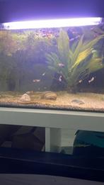 Guppy’s te koop, Dieren en Toebehoren, Ophalen of Verzenden, Zo goed als nieuw
