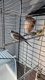 Diamant duifjes, Dieren en Toebehoren, Vogels | Overige Vogels, Meerdere dieren