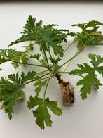 Stek citroengeranium, Huis en Inrichting, Kamerplanten, Bloeiende kamerplant, Ophalen, Volle zon, Minder dan 100 cm