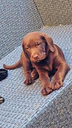 Labrador pups, België, Particulier, CDV (hondenziekte), 8 tot 15 weken