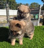 Te koop hele mooie Dwergkees pups (pomeriaan), Dieren en Toebehoren, Nederland, Keeshond, CDV (hondenziekte), 8 tot 15 weken