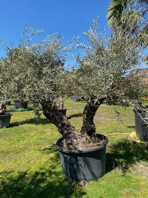 Olijfboom twee-stammer uniek exemplaar BL-15, Tuin en Terras, Planten | Bomen, Olijfboom, 100 tot 250 cm, Volle zon, Zomer, In pot