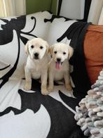 Lieve Golden Retriever kruising Labrador pups, Parvo, Nederland, Overige rassen, 8 tot 15 weken