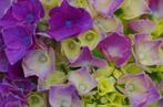 Boerenhortensia, Tuin en Terras, Planten | Tuinplanten, Vaste plant, Halfschaduw, Zomer, Ophalen