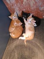 Lieve kittens, Dieren en Toebehoren, Katten en Kittens | Raskatten | Korthaar, Meerdere dieren, Ontwormd