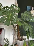 Monstera kamer plant, Huis en Inrichting, Kamerplanten, Ophalen of Verzenden, Halfschaduw