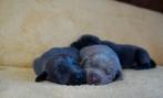 Labmaraner pups, Dieren en Toebehoren, Nederland, CDV (hondenziekte), 8 tot 15 weken, Meerdere
