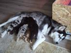 Husky /australian shepherd mix pups, Dieren en Toebehoren, Honden | Poolhonden, Keeshonden en Oertypen, 8 tot 15 weken, Poolhond