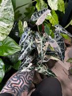 Alocasia Bambino Pink knolletjes, Ophalen of Verzenden, Overige soorten, Minder dan 100 cm