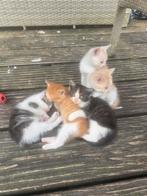 Kittens mainecoon x perzisch