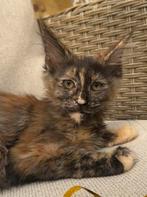 Maine Coon poesjes, Dieren en Toebehoren, Kater, Gechipt, 0 tot 2 jaar
