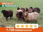 Quessant schapen | Kleine schapen | deskundig advies!, Dieren en Toebehoren, Schapen, Geiten en Varkens, Vrouwelijk, Schaap