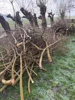 Gratis af te halen Wilgentakken / Wilgentenen, Ophalen, Nieuw