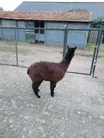 Alpaca hengst, Dieren en Toebehoren, Overige Dieren, Juli, Mannelijk