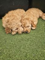 Labradoodles te koop, Dieren en Toebehoren, Standaard, Rabiës (hondsdolheid), 15 weken tot 1 jaar, Buitenland