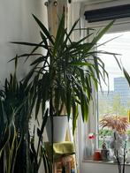 Yucca bloem, Volle zon, 100 tot 250 cm, Zomer, Overige soorten