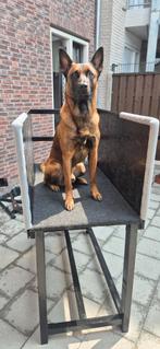 Mechelse Herder Reu | BRN 53726, Rabiës (hondsdolheid), Reu, Eén hond, 3 tot 5 jaar
