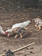 2 shamo hennen van vorig jaar, Dieren en Toebehoren, Pluimvee, Vrouwelijk, Kip