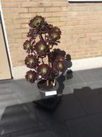 Planten, Tuin en Terras, Ophalen, Zomer, Overige soorten, Volle zon