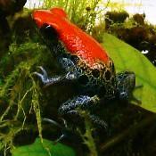 Grootste assortiment Ranitomeya, zelfs summersi reticulated  beschikbaar voor biedingen