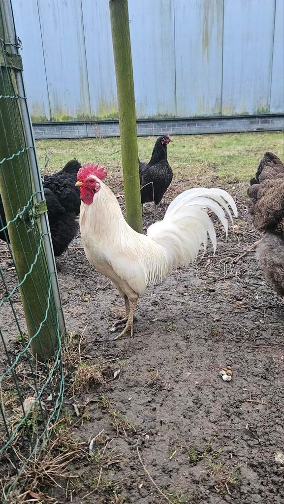 HAANTJES, Dieren en Toebehoren, Dierenvoeding, Vogel, Ophalen of Verzenden