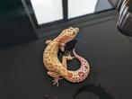 Luipaardgekko 0.1 W&Y Reverse Stripe Temper Albino Eclipse, Dieren en Toebehoren, Reptielen en Amfibieën, Tam, Hagedis