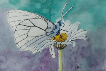 Aquarel met inkt vlinder beschikbaar voor biedingen