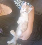 maine coon x kitten, katertje, Dieren en Toebehoren, Katten en Kittens | Raskatten | Langhaar, Meerdere dieren, Ontwormd, 0 tot 2 jaar