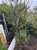 2 appelbomen en 1 pruimen boom, Tuin en Terras, Planten | Fruitbomen, Ophalen, Appelboom, Lente