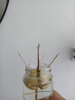 Avocado stekje, Huis en Inrichting, Kamerplanten, Ophalen