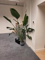 Grote strelizia 2.10 meter, Groene kamerplant, Ophalen, Halfschaduw, 200 cm of meer