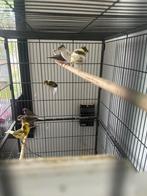 Kanaries & zebravinken, Dieren en Toebehoren, Vogels | Overige Vogels, Meerdere dieren