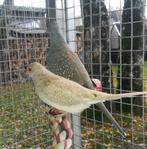 3x diamantduifjes, Dieren en Toebehoren, Vogels | Overige Vogels, Meerdere dieren