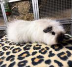 2 Ch teddy zeugjes knuffel, Cavia, Vrouwelijk, Mei, Tam