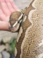 0-1 Bamboo GHI Python Regius, Dieren en Toebehoren, Reptielen en Amfibieën, Slang, 3 tot 6 jaar