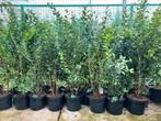 Liguster groenblijvend125/150 in 10 liter pot,, Tuin en Terras, Ophalen, Liguster, 100 tot 250 cm