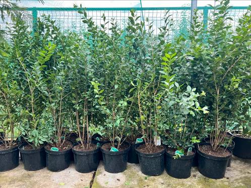 Liguster groenblijvend125/150 in 10 liter pot,, Tuin en Terras, Planten | Struiken en Hagen, Liguster, 100 tot 250 cm, Ophalen