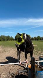 Fijn recreatiepaard – rustige 9-jarige ruin, Dieren en Toebehoren, Paarden, Ruin, Recreatiepaard