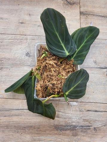 Philodendron Melanochrysum  beschikbaar voor biedingen