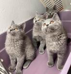 4 prachtige BKH-kittens. ingeënt & ontwormd, Dieren en Toebehoren, Katten en Kittens | Raskatten | Korthaar, Meerdere dieren, Ontwormd