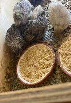 Chinese Dwergkwartels, Dieren en Toebehoren, Meerdere dieren, Overige soorten