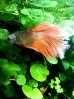 Zeer mooie en unieke oranje Halfmoon Betta!, Dieren en Toebehoren, Vissen | Aquariumvissen, Vis