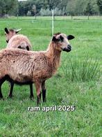 Barbados black belly ram gratis, Dieren en Toebehoren, Schapen, Geiten en Varkens, Mannelijk, Schaap