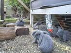 Franse hangoren, Dieren en Toebehoren, Konijnen, Geslacht onbekend, Groot, Hangoor, 0 tot 2 jaar